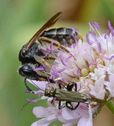 Andrena hattorfiana